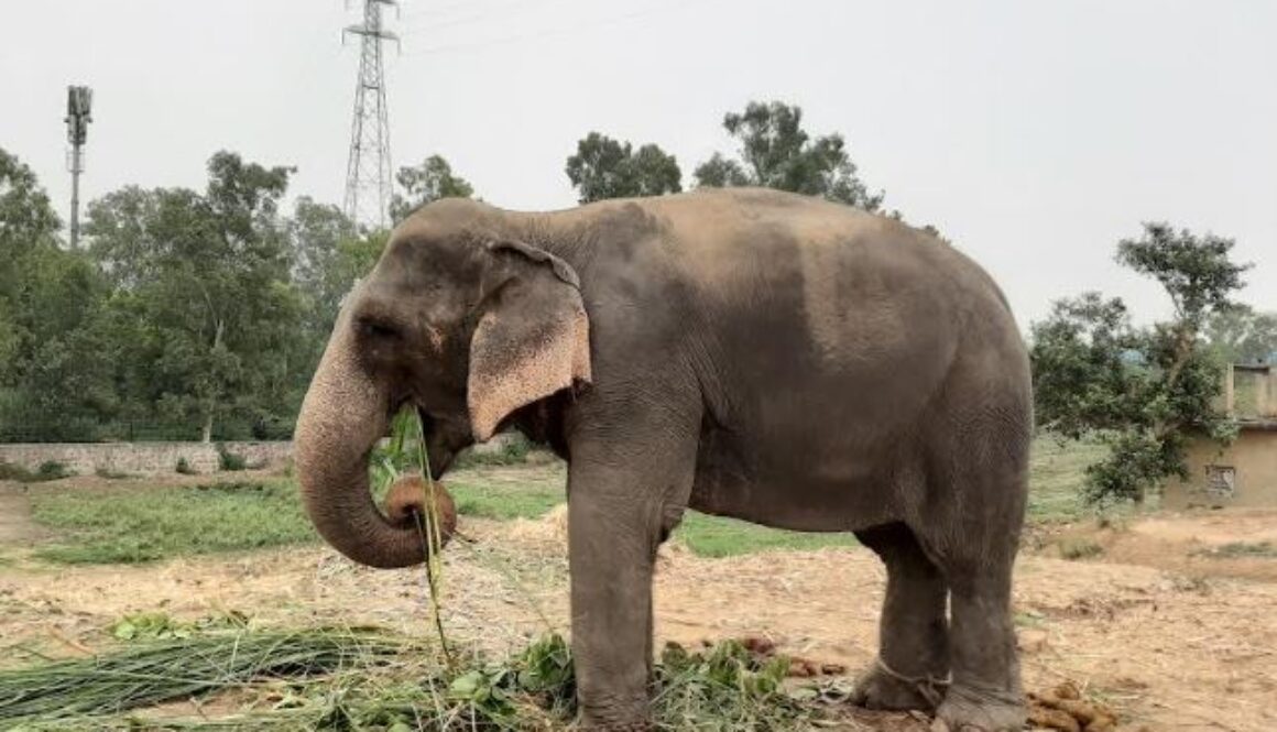 World Animal Protection Approaches Prime Minister to Prevent Elephant Transfer to Delhi from Assam