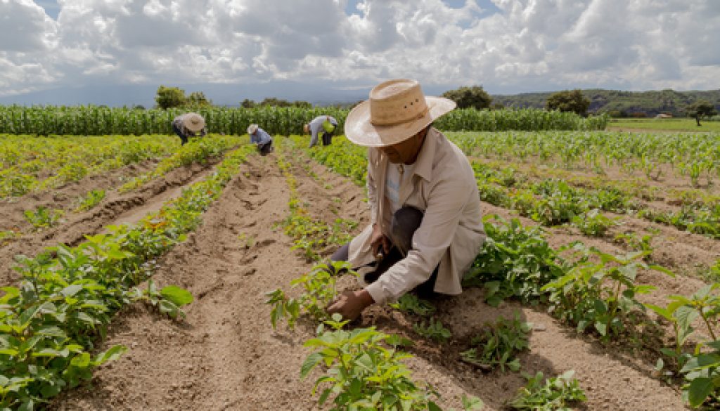 FoodChain ID and &Wider Announce Partnership for Responsible and Transparent Supply Chains That Protect Workers and Brands