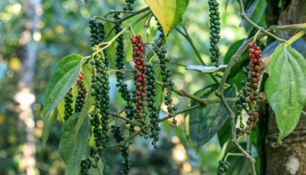 India's Black Pepper Market Faces Supply Challenges Amid Climate Change and Unorganised Trade