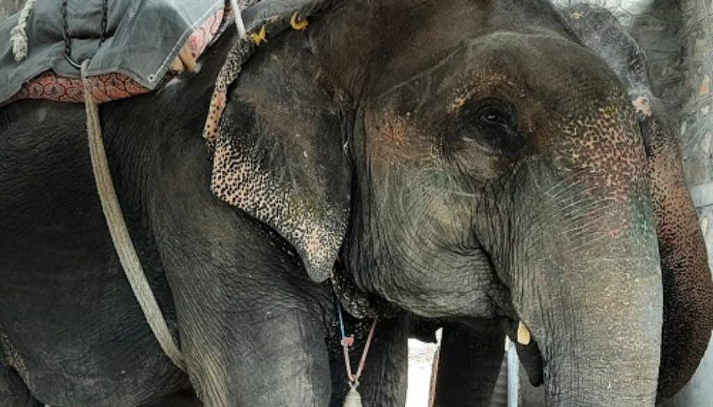 Begin the Process of Retiring Elephants in Jaipur, says World Animal Protection on the Occasion of World Elephant Day