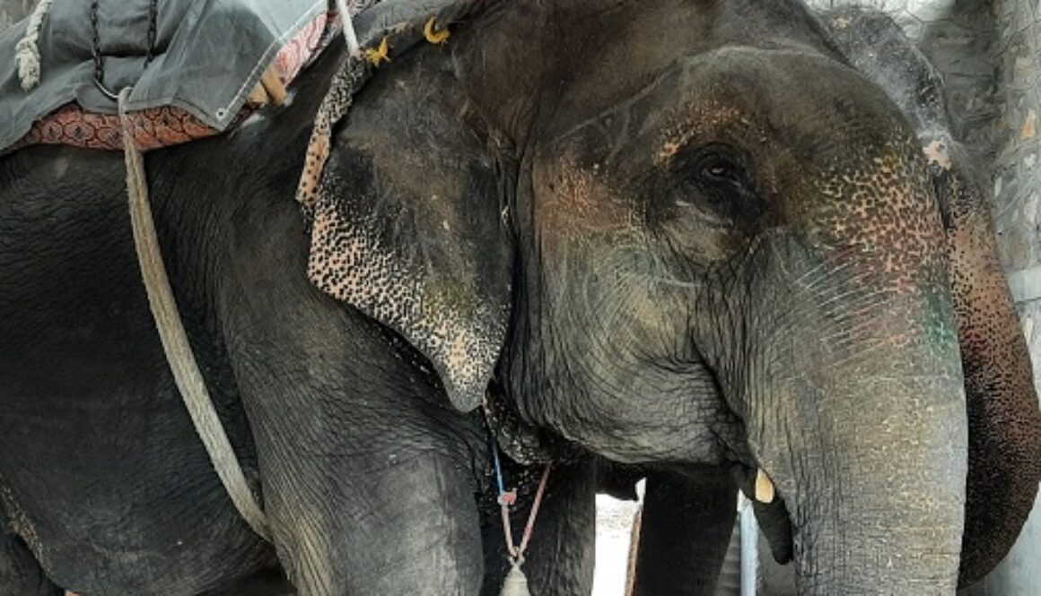 Begin the Process of Retiring Elephants in Jaipur, says World Animal Protection on the Occasion of World Elephant Day